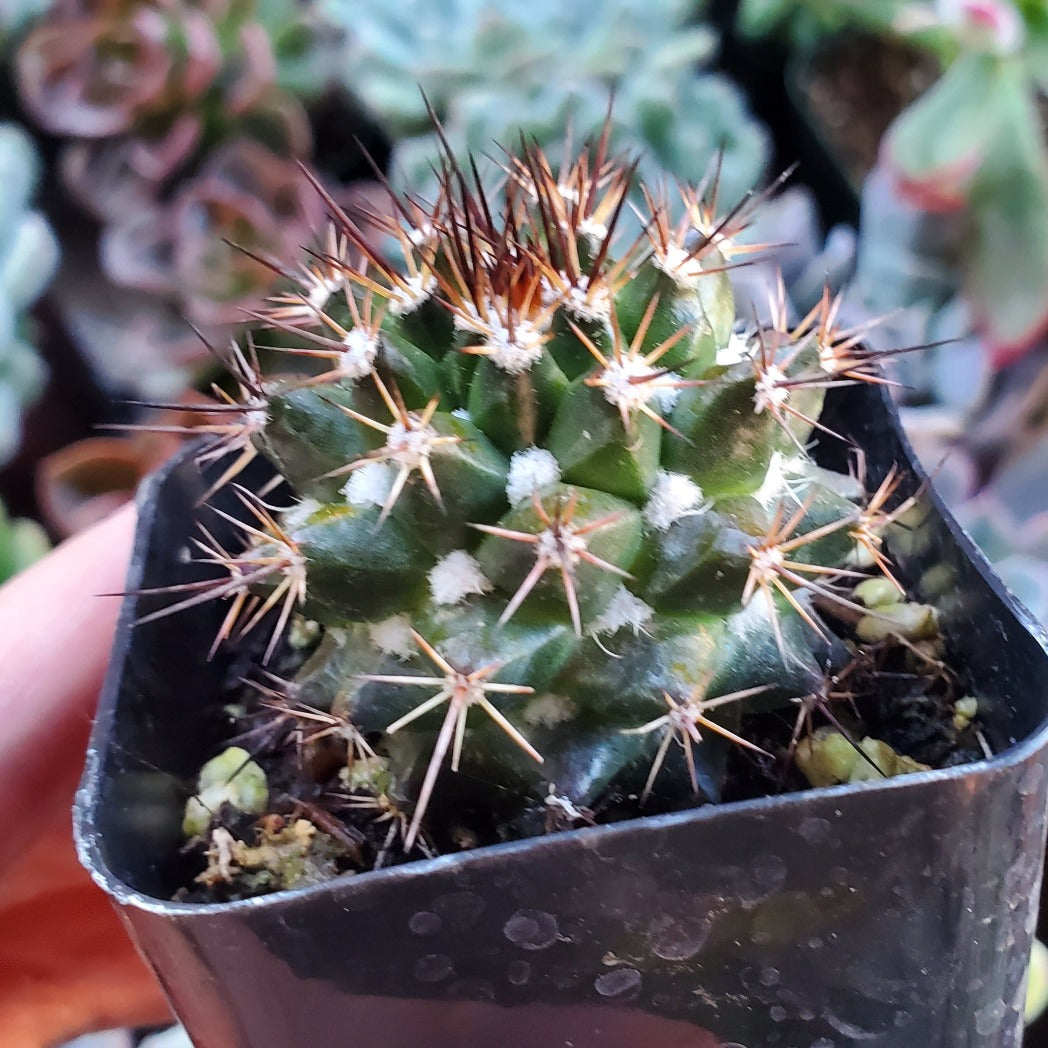 Mammillaria karwinskiana 'Royal Cross'